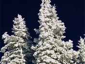 Routt National Forest