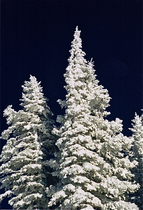 Routt National Forest