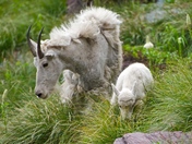Glacier National Park