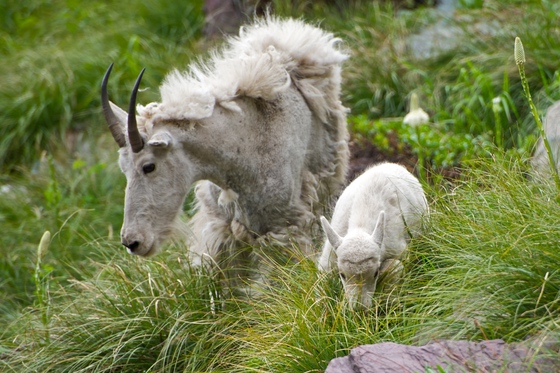 Glacier National Park
