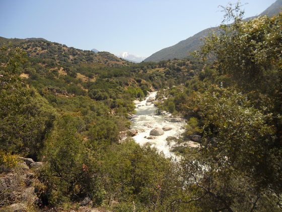 Sequoia