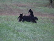 Smoky Mountain National Park