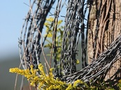 The Great Smoky Mountains