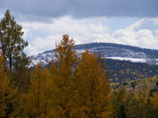 Pike National Forest