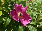 Acadia National Park