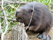 Little Black Beaver