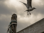 Acadia National Park