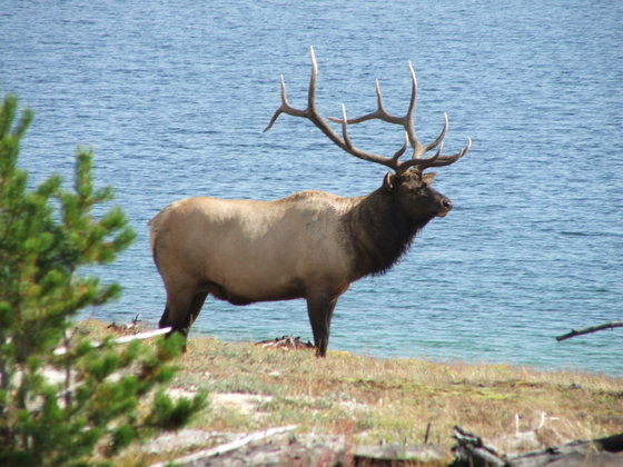 Yellowstone NP.