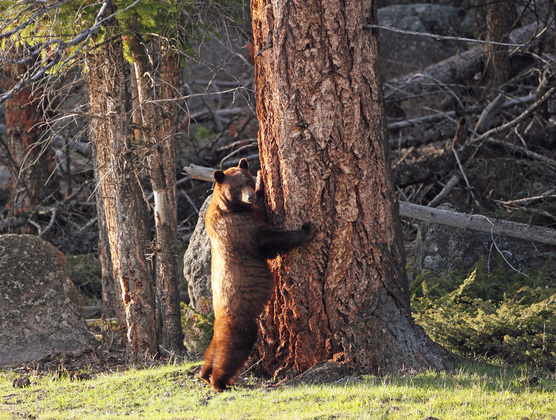 Yellowstone National Park