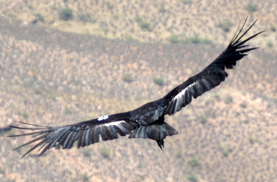 Grand Canyon National Park