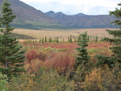 Denali National Park