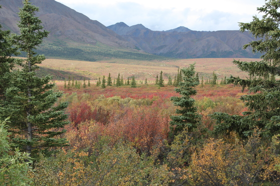 Denali National Park