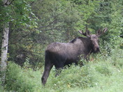 Denali National Park