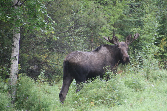 Denali National Park