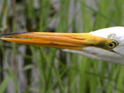 Evergaldes National Park