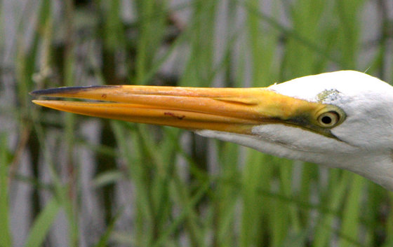 Evergaldes National Park