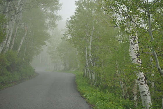 Wasatch-Uinita-Cache National Forest