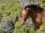 Bighorn Canyon National Recreation Area