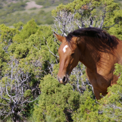 Bighorn Canyon National Recreation Area