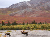 Denali National Park