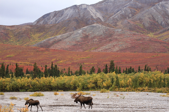 Denali National Park