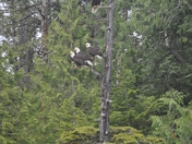 Tongass National Forest