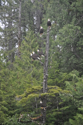 Tongass National Forest