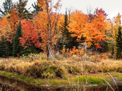 Fall Colour Black River/Kawartha Lakes On