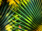 Palm Fronds2