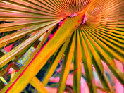 Palm Fronds3