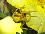 Micro-world (29), (Detail)