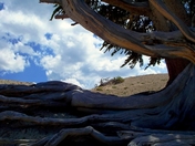 Cedar Breaks National Monument