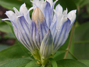 Great Smoky Mountains National Park