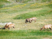 Yellowstone National Park