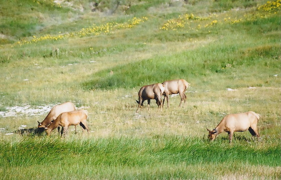 Yellowstone National Park