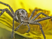 Micro-world (32) (Detail)