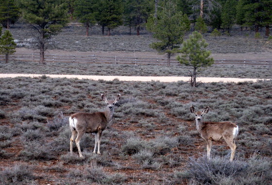Bryce Canyon National Park