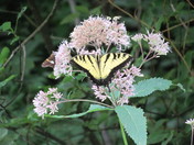 Shenandoah National Park