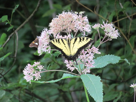 Shenandoah National Park
