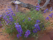 Canyonlands National Park