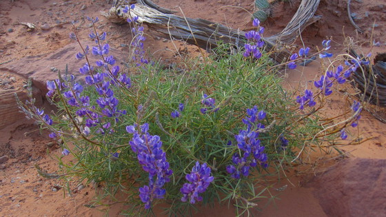 Canyonlands National Park