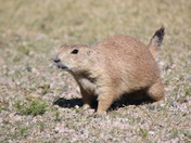 Devil's Tower National Monument