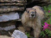 Glacier National Park