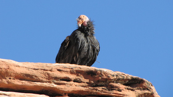 Zion National Park
