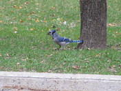 Blue jay