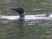 loon
