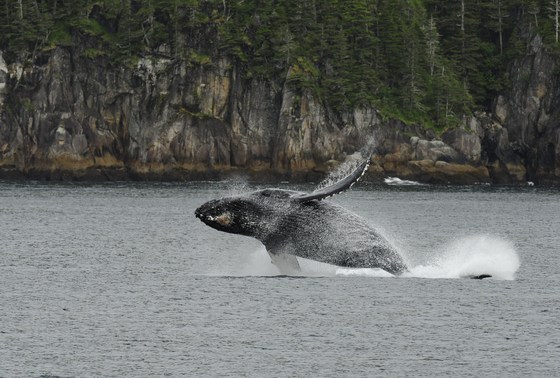 Kenai Fjords National Park