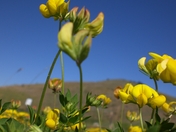 National Bison Range