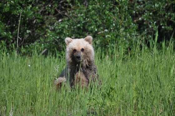 Denali National Park