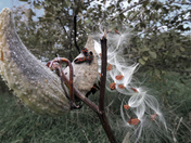 Fall Feeding - Milkweed